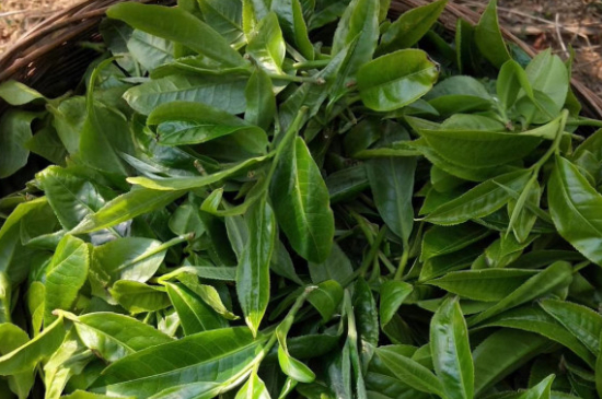 最耐泡的茶葉排名，什么茶葉經(jīng)久耐泡？