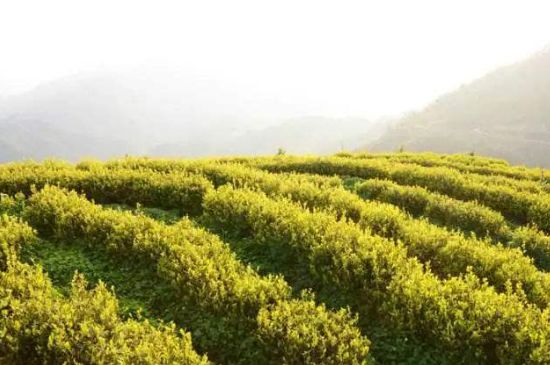 黃金茶的功效及禁忌癥，黃金茶有什么副作用嗎？