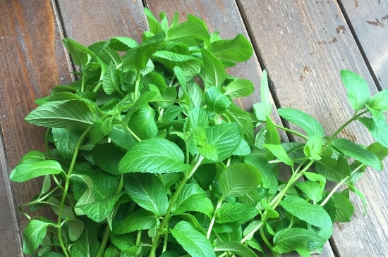 薄荷茶的功效與作用，喝薄荷茶有什么好處？