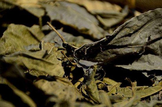 鷓鴣茶什么人不適合喝，鷓鴣茶的禁忌人群