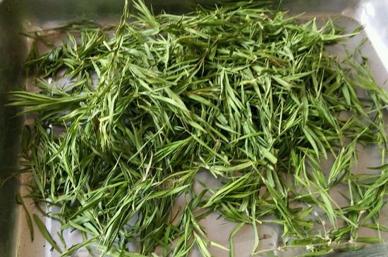 哪類人不適合喝石竹茶，石竹茶的功效與禁忌