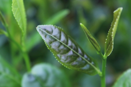 綠茶第一泡要倒掉嗎，為什么綠茶第一泡不喝？