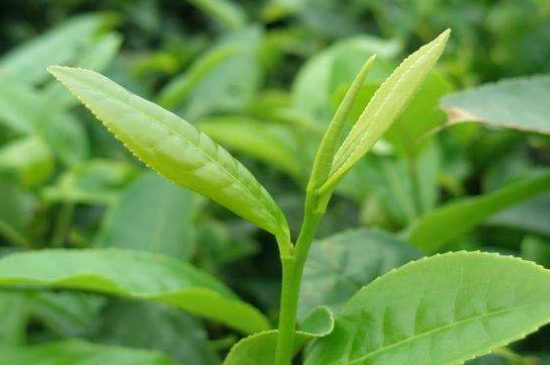 最耐泡的茶葉排名，什么茶葉經(jīng)久耐泡？