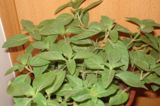 薄荷茶的功效與作用，喝薄荷茶有什么好處？