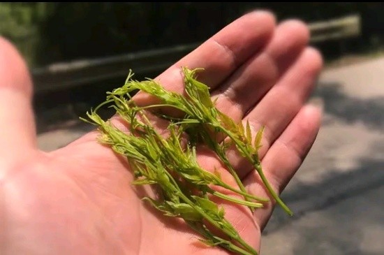 張家界茅巖莓茶與藤茶是同一種茶嗎，藤茶跟莓茶一不一樣？