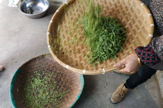 炒青茶為什么便宜，炒青綠茶好喝嗎？