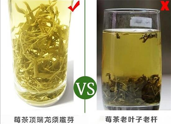 張家界茅巖莓茶與藤茶是同一種茶嗎，藤茶跟莓茶一不一樣？