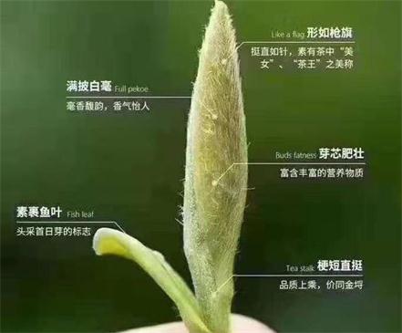 春茶季怎么辨別白毫銀針的好壞，好的白毫銀針如何選購(gòu)？
