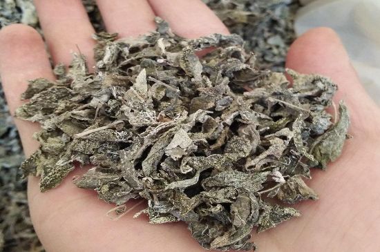 張家界莓茶真假對比，野生莓茶的鑒別方法