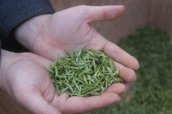 茶葉可以放冰箱嗎，茶需要放冰箱保存嗎
