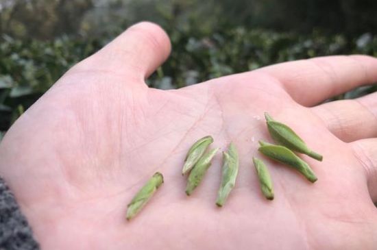 春茶季怎么辨別白毫銀針的好壞，好的白毫銀針如何選購(gòu)？