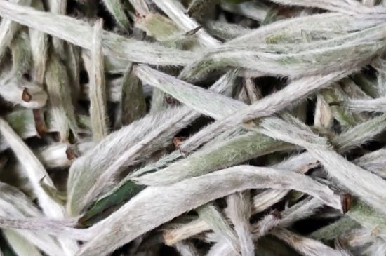 春茶上市白茶的好壞怎么區(qū)分，春白茶怎么分辨好不好？