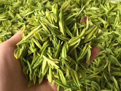 白茶品質(zhì)如何區(qū)分，白茶的優(yōu)劣質(zhì)量辨別方法