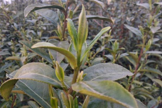 家庭如何保存碧螺春茶葉，蘇州洞庭碧螺春綠茶怎么保存？