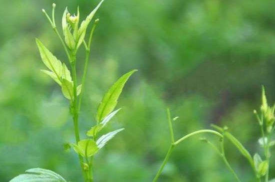 茅巖莓茶別名是什么，莓茶別名叫藤茶嗎？