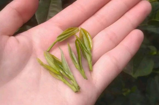 炒青茶為什么便宜，炒青綠茶好喝嗎？