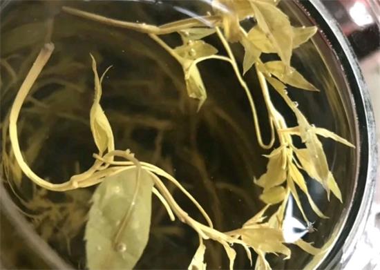 張家界茅巖莓茶與藤茶是同一種茶嗎，藤茶跟莓茶一不一樣？