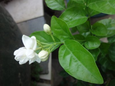 茉莉和什么一起泡最好，茉莉茶有幾種搭配？