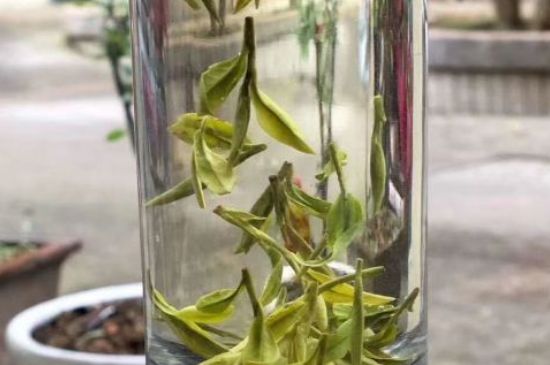 蒸汽煮茶器適合什么茶，蒸汽煮茶器適合用綠茶嗎？