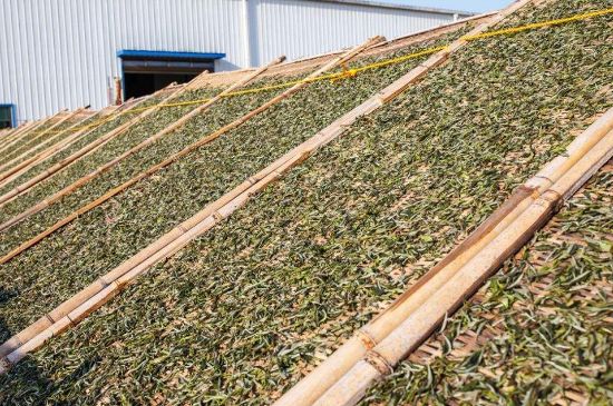 武夷巖茶的初制、精制加工工藝詳細講解
