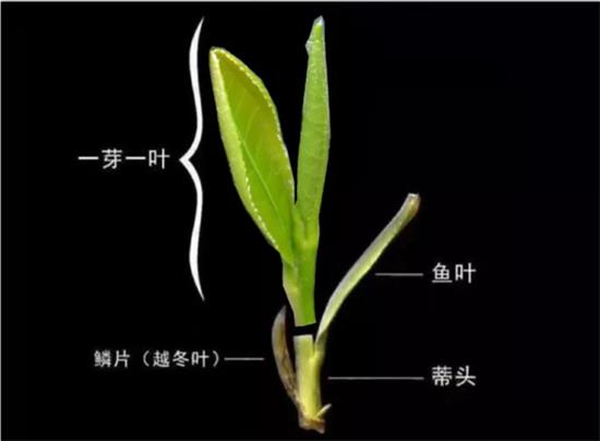 摘茶葉最快的方法，采摘茶葉怎么才能快？