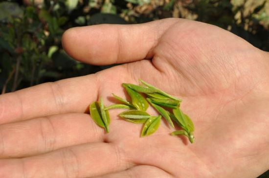木魚石茶壺適合泡什么茶，木魚石泡啥茶好