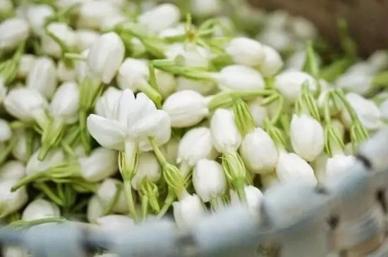 十大排毒養(yǎng)顏花茶，喝什么花茶排毒養(yǎng)顏