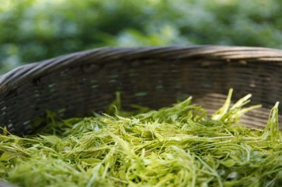 茅巖莓茶加工工藝，莓茶的工藝制作過程
