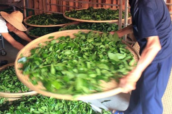 武夷巖茶的初制、精制加工工藝詳細講解