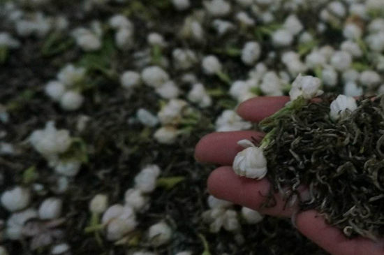 茉莉茶的種類和等級，茉莉花茶的分類