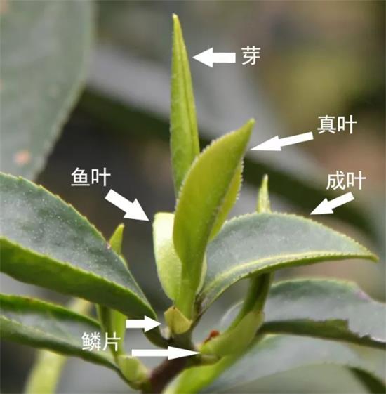摘茶葉最快的方法，采摘茶葉怎么才能快？