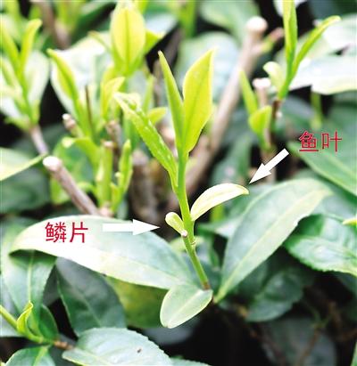 摘茶葉最快的方法，采摘茶葉怎么才能快？