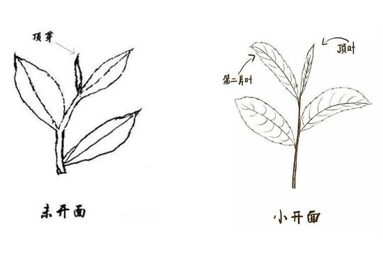 武夷巖茶的初制、精制加工工藝詳細講解