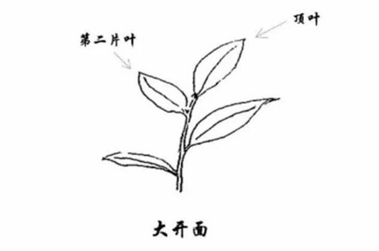 武夷巖茶的初制、精制加工工藝詳細講解