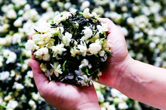 茉莉花和什么在一起喝好，茉莉花喝什么茶搭配？