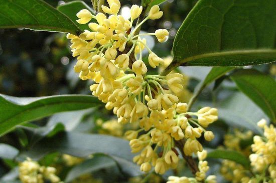 干桂花茶的制作方法，怎樣自制桂花茶？