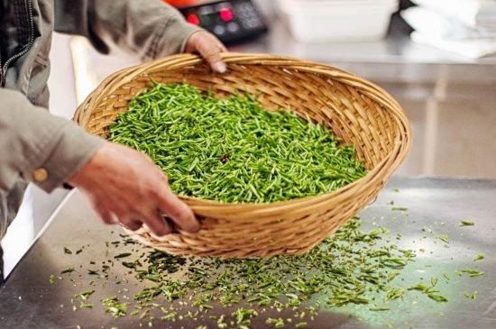武夷巖茶的初制、精制加工工藝詳細講解