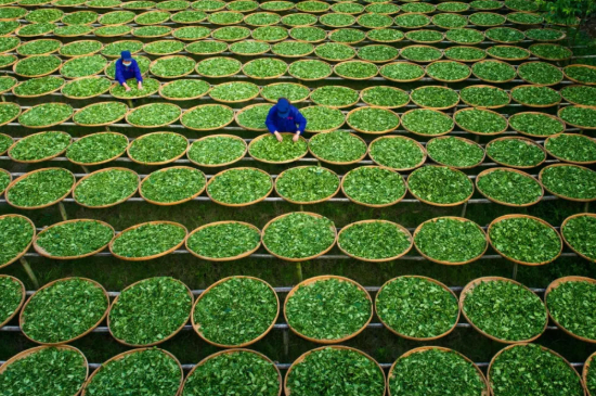 綠茶加工工藝流程圖，綠茶的加工制作包含哪幾個步驟？