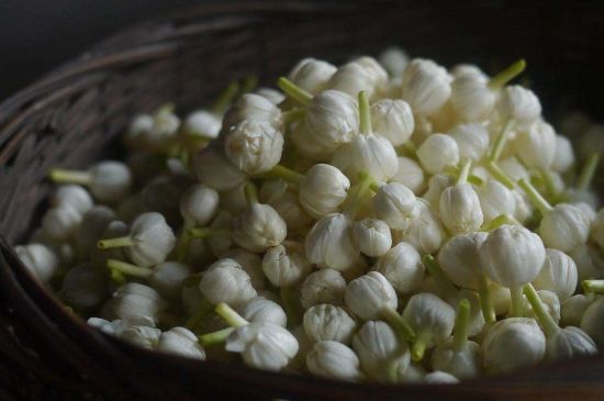 茉莉花茶與什么相克，茉莉花搭配禁忌