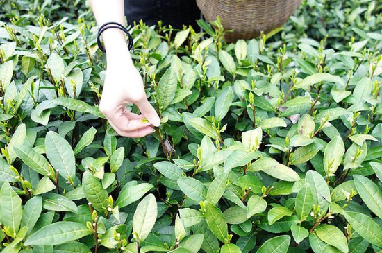 采茶的方法與步驟，如何正確采摘茶葉？