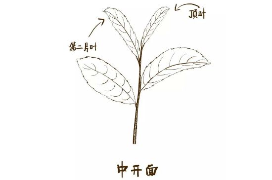 武夷巖茶的初制、精制加工工藝詳細講解