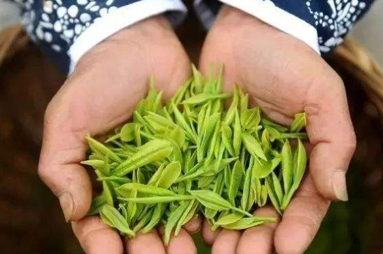 摘茶葉最快的方法，采摘茶葉怎么才能快？