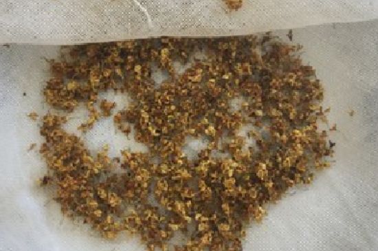 干桂花茶的制作方法，怎樣自制桂花茶？