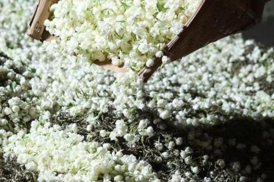 茉莉茶葉的功效與禁忌，什么人不適合喝茉莉花茶？