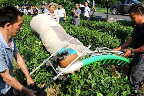 采茶的方法與步驟，如何正確采摘茶葉？