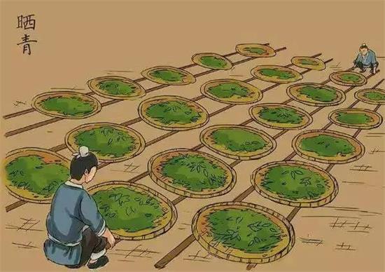 制茶八步驟，制茶工藝流程圖