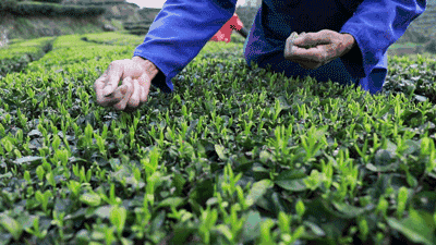 摘茶葉最快的方法，采摘茶葉怎么才能快？