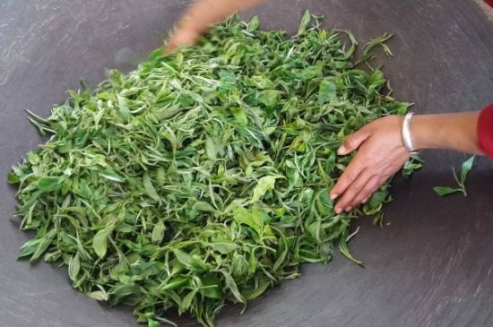 龍井茶炒茶葉怎么炒出好茶色，茶葉怎樣做出來最綠？