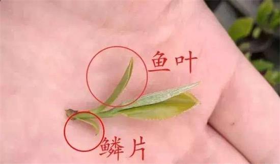 摘茶葉最快的方法，采摘茶葉怎么才能快？