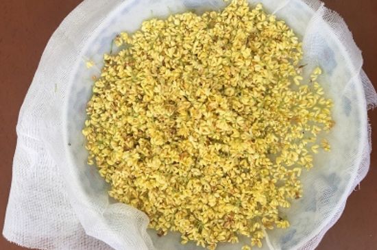 干桂花茶的制作方法，怎樣自制桂花茶？